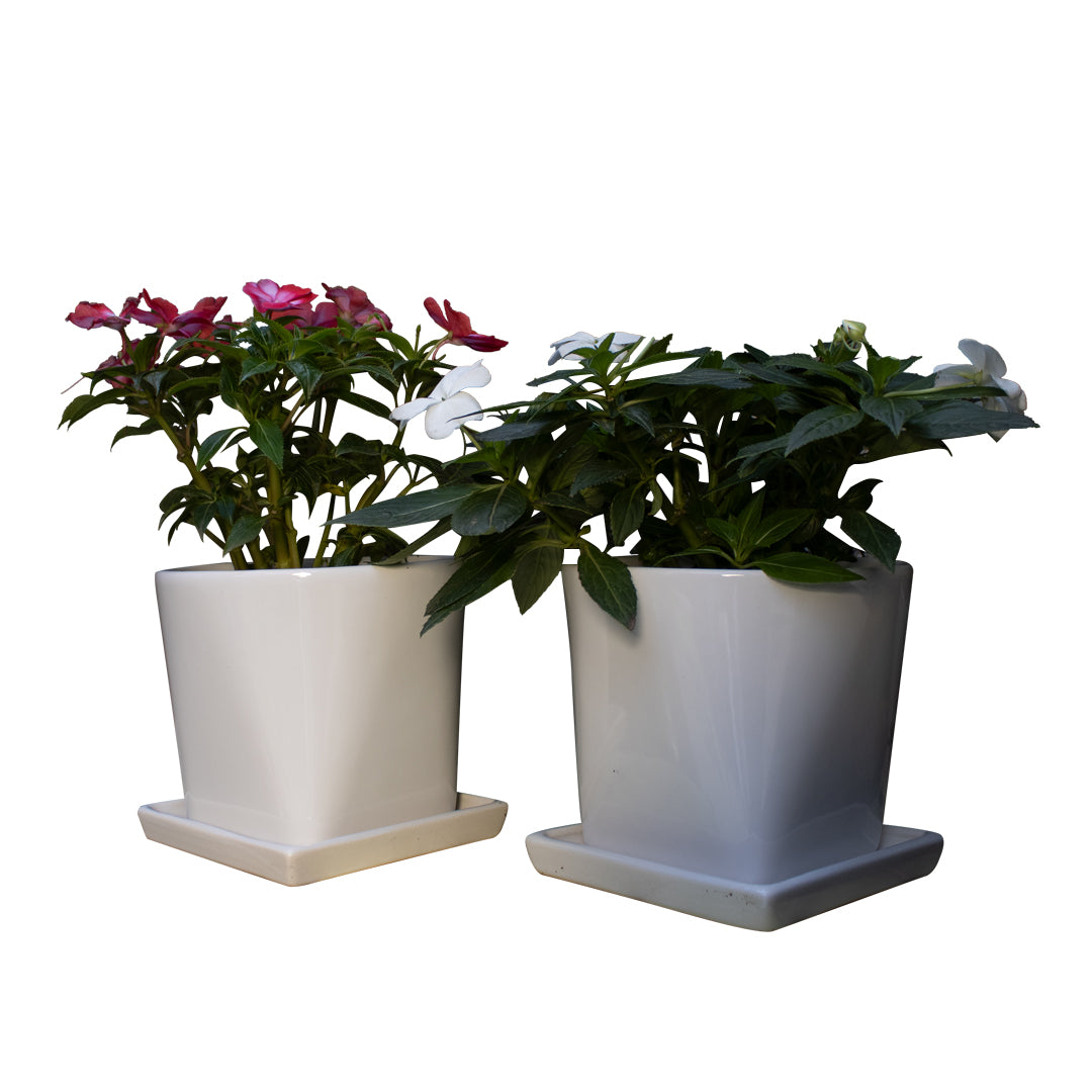 Maceta elegante jumbo