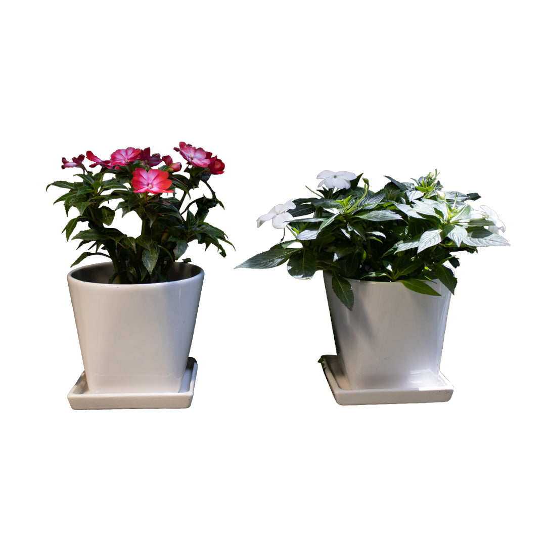 Maceta elegante jumbo