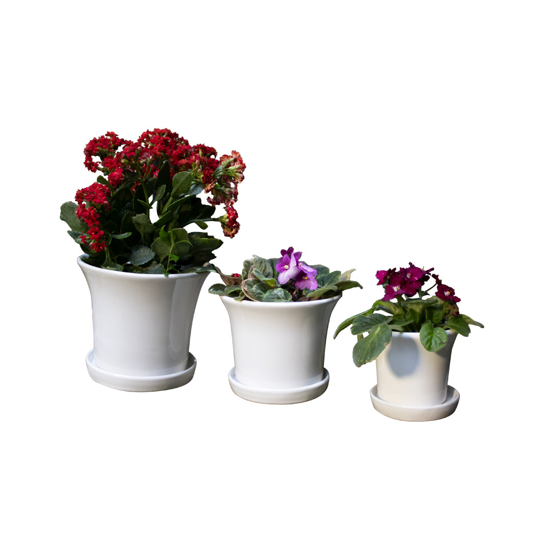 JUEGO CAMPANA CON PLATO 6pzs.